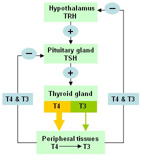 2.4. FIZIOLOGIJA Dva su važna hormona koje izlučuje štitna žlijezda, tiroksin (T4) i trijodtironin (T3). Oba hormona snažno potiču metaboličke procese u organizmu.