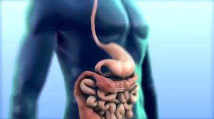 The Large Intestine (cont d) colon - water is absorbed - bacteria (E.