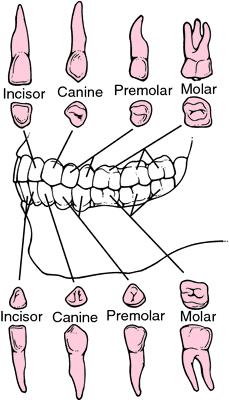 Teeth different shapes have different functions. incisors-cut the food.
