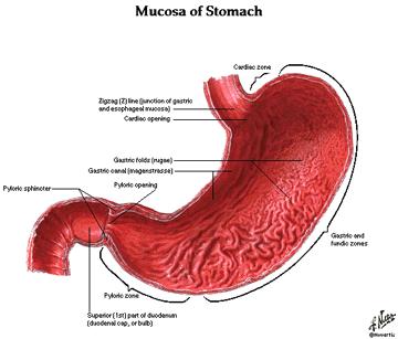 The Stomach - J-shaped with lots of ridges (rugae) to allow for expansion - gastric juices contain mucus, hydrochloric acid, & pepsin mucus -