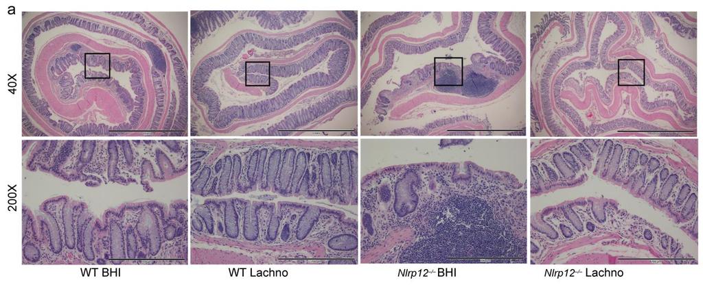 Supplementary Figure 5 Inoculation of Lachnospiraceae strains suppresses colitis in Nlrp12 / mice.