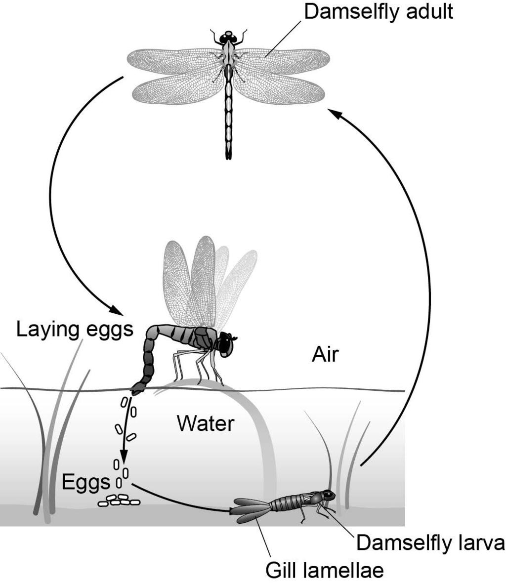 26 0 9 Figure 4 shows the stages of development of an insect called a damselfly. Figure 4 0 9.