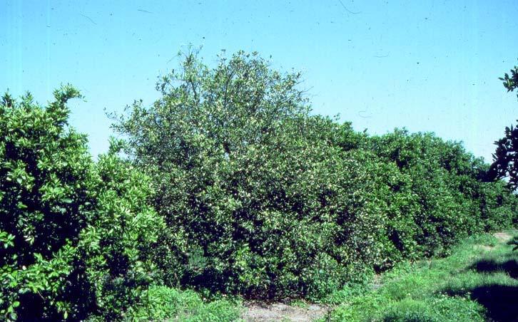 CITRUS BLIGHT KNOWN IN FLORIDA FOR OVER 100 YEARS; FIRST DESCRIBED IN 1874 PROBLEM IN FLORIDA IN THE 1970 S WITH INCREASE IN