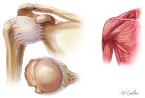 The shoulder s soft-tissue stabilizers can be divided into two categories: static and dynamic (Fig. 3).