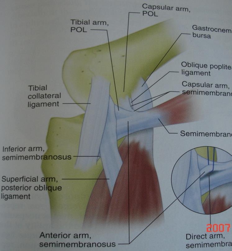 Anatomy Medial structures MCL