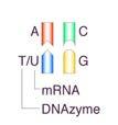 Structure and properties of 10-23 DNAzymes Single strand DNA molecule Central catalytic domain with conserved DNA sequence (15 bases), flanked by 2 binding domains (9-12 bases each)