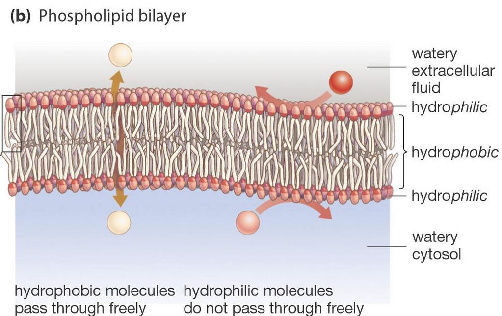 Cell Membrane The cell