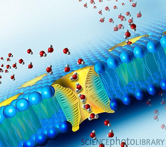 Aquaporins are membrane water channels that play critical roles in controlling the water contents of cells.