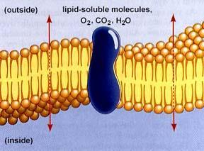 Polar heads (phosphate heads) are hydrophilic (water loving) Nonpolar tails (fatty acid