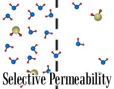Selectively Permeable The cell may transport substances Passive