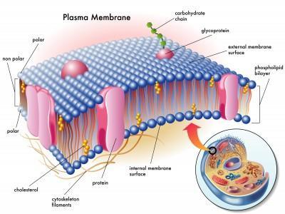 Cell Membrane Functions Cell membrane surrounds the cell,