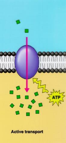 Protein Pumps Transport small molecules/ions AGAINST their