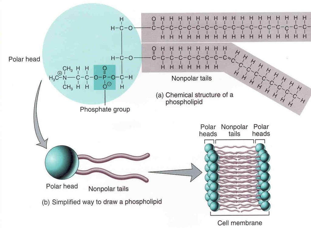 Phospholipid Phosphate Head: Polar Hydrophilic (attracted to water) Two Fatty Acid Tails: