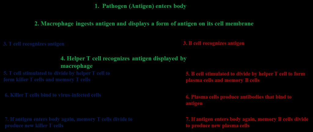 Two Categories of Immune Response