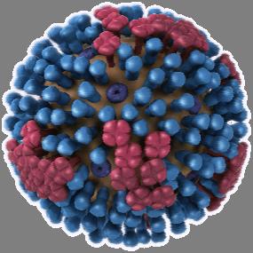 What people actually caught Predominant strain: Influenza A H3N2 With up to 80% antigenic drift http://www.cdc.