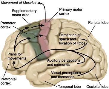 CONTROL OF PRIMARY MOTOR CORTEX Somatosensory cortex Primary motor cortex receives information from the following 3 premotor areas: - supplementary motor area: - premotor cortex: - cingulate