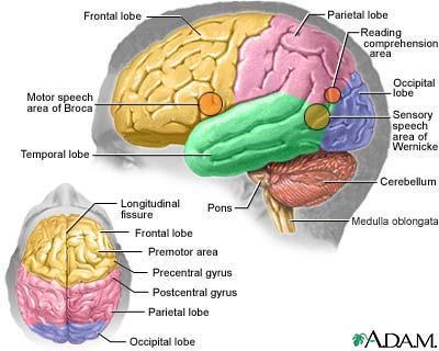 The main purpose of the innermost part of the brain is survival.