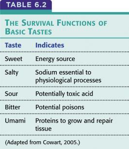 the tongue Chemicals dissolve in saliva and activate taste receptors inside the taste buds Taste is processed in