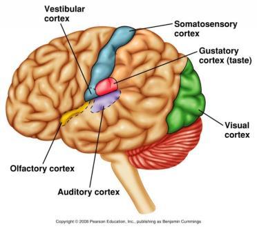 Sensory Receptors in the Brain Extrasensory Perception Refers to extraordinary perception such