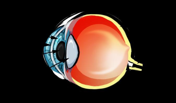 The Visual System The Eye Cornea: Transparent protective coating over the front of the eye Pupil: Small opening in