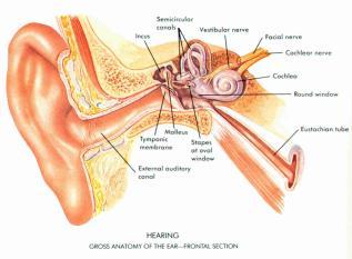 decibels (db) The Ear Outer Ear Pinna Tympanic Membrane (eardrum) Middle Ear