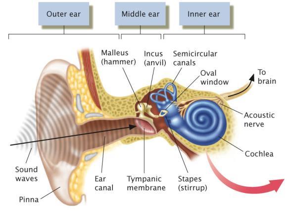 (Stirrup) These bones relay and amplify the incoming sound waves Inner Ear Oval