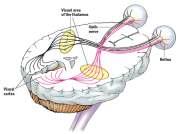 Pathways from the eyes to the visual cortex Pathways from the eyes to the