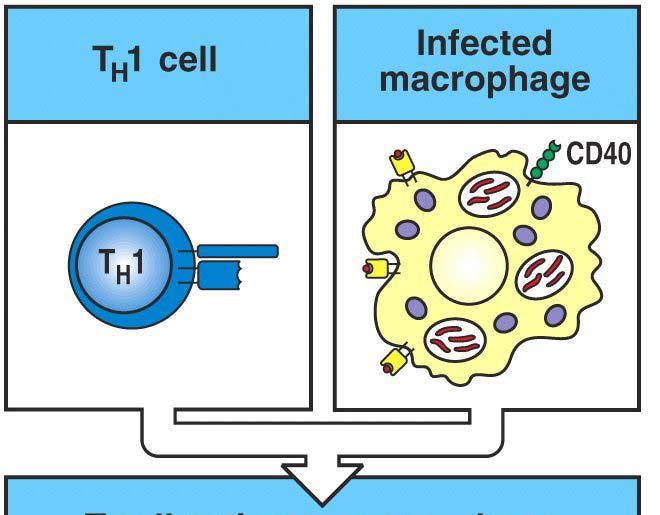 Primary Infection: BEFORE IMMUNE RESPONSE TB reaches alveoli Replicates extracellularly and intracellularly Lack of immediate host immune response