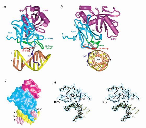 Core Binding Factors (CBF) CBF complex : heterodimer composed of RUNX1( also called AML1) and CBFβ Essential