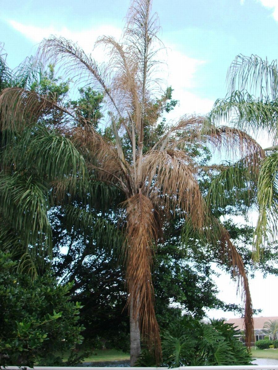 Fusarium Wilt of Queen Palm and Mexican Fan Palm 4 symptoms of petiole (rachis) blight can be very similar to the initial symptoms of Fusarium wilt on Mexican fan palms.