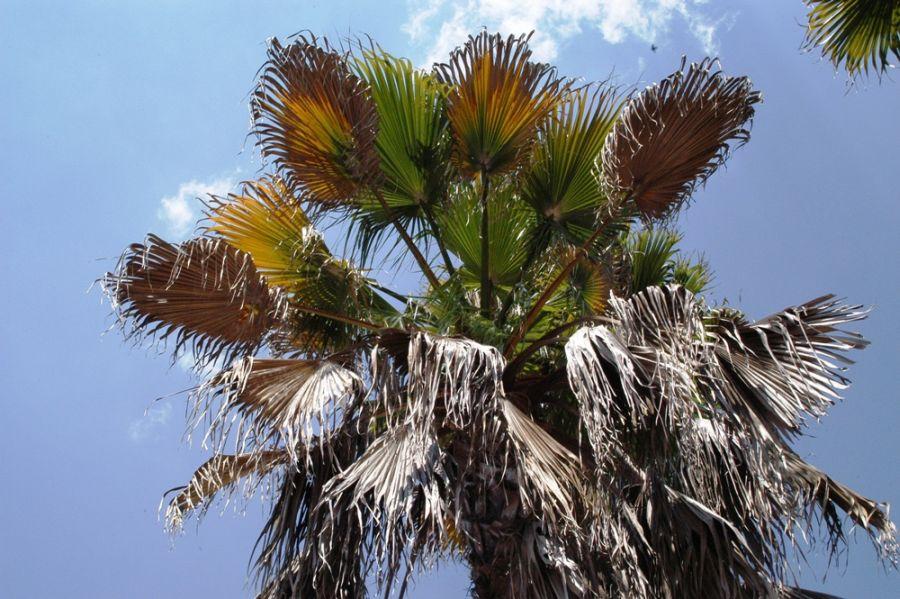 However, the spear leaf (the youngest leaf that has not expanded) dies very early in the disease process if Texas Phoenix palm decline is the problem, whereas the spear leaf is the last leaf to die