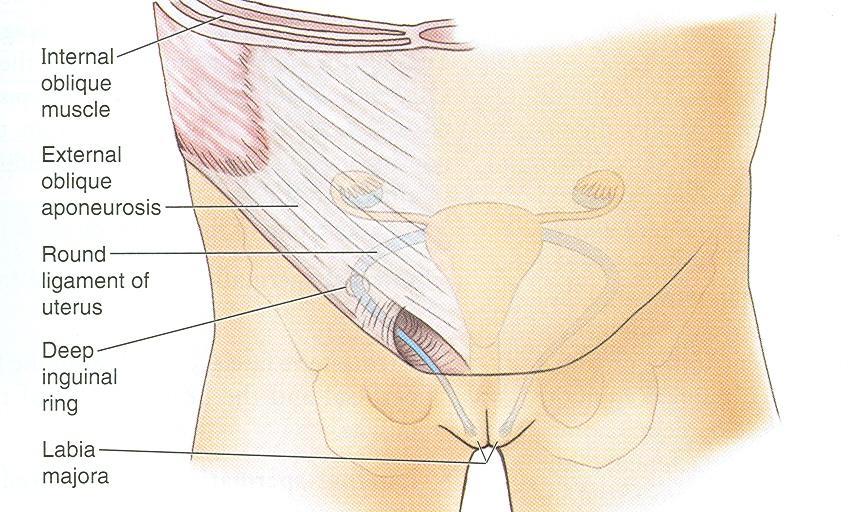 Inguinal Canal It is an oblique passage through the lower part of the anterior abdominal wall Present in both sexes It allows structures to pass to and from the testis