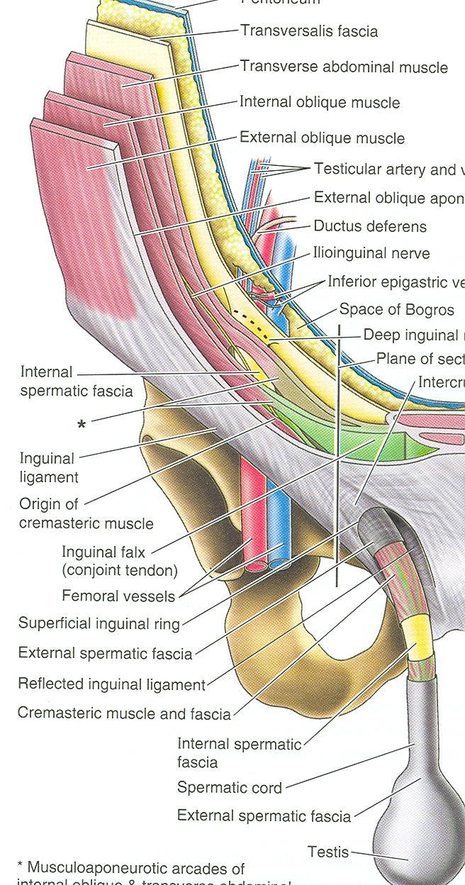Posterior Wall of Inguinal Canal It is formed along its entire length by the fascia transversalis It is reinforced in its medial third by conjoint tendon, the common tendon of insertion of