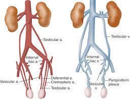 Arterial blood supply of the testis and epididymis By testicuiar artery, a branch of abdominal aorta at L2 vertebra.