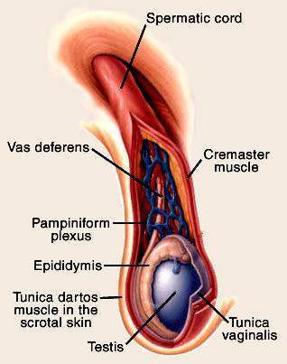 The spermatic cord It is a group of structures which meet at deep inguinal ring and traverse the inguinal canal down to posterior border of the testis.