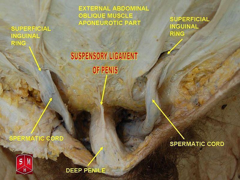 The ligaments of the penis Fundiform ligament: arise from the lower part of the