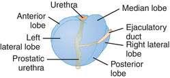 Lobes of the prostate: By means of the prostatic urethra and the two ejaculatory ducts, the prostate is divided into five lobes; Anterior lobe (isthmus): lies in front of the prostatic urethra.