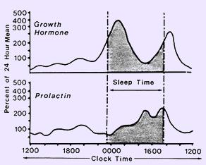 Speaking of SLEEP... Humans sleep in 90 minute cycles of the non-rem* and REM phases: Growth hormone secretion in humans is directly tied to sleep: (and sleep inhibits cortisol!