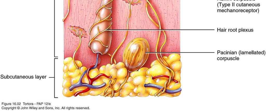 Tactile receptors in the skin are Meissner corpuscles, hair root