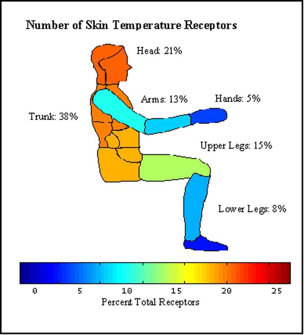 Sensory receptors in the skin - thermal sensations free nerve endings 1 mm below the skin surface