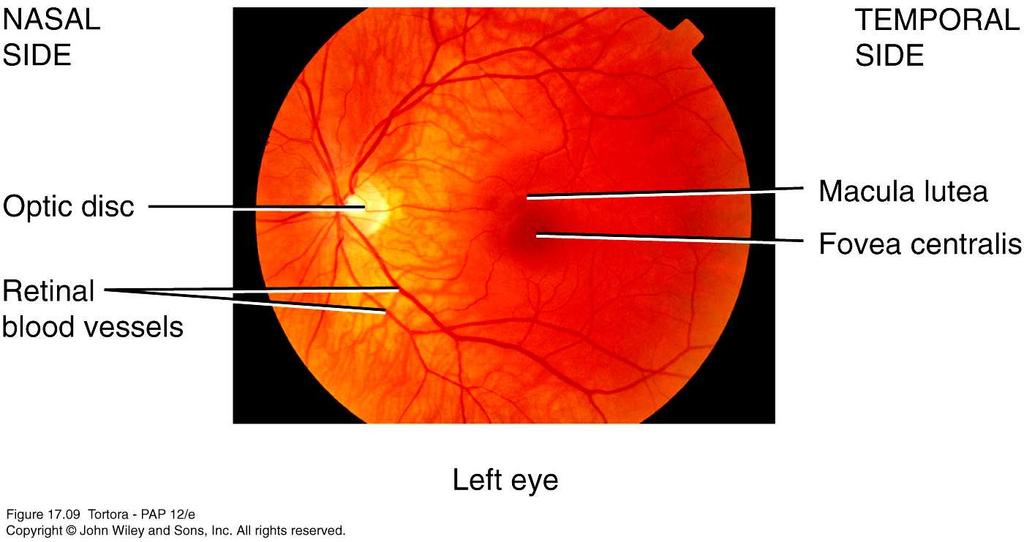 Opthalmoscopy Normal retina Rods and cones are distributed in the retina in an uneven manner macula lutea: center of the posterior