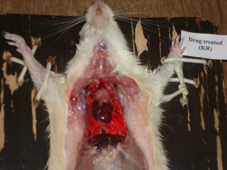 intake of female albino rats-acute