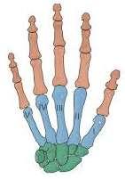 The Skeletal System The 6