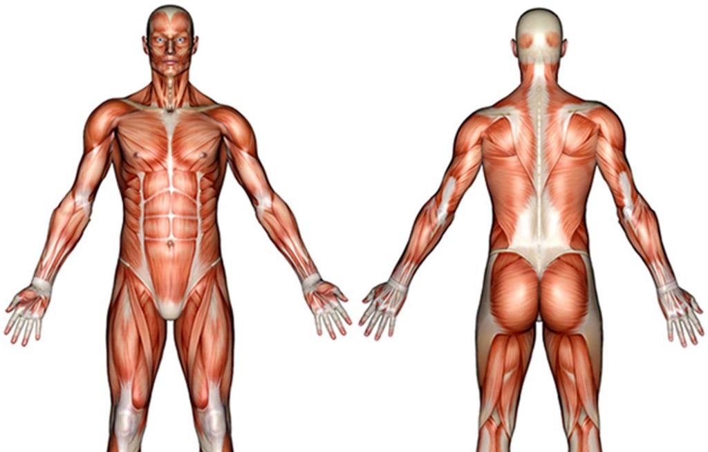 Muscles Label the diagram above, using the