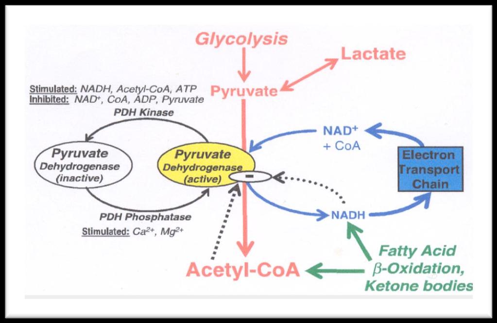 Alteration in energy metabolism in cardiovascular disease: Mitochondrial oxidative metabolism is critically dependent on oxygen supply to the heart, and any decrease in oxygen supply to the