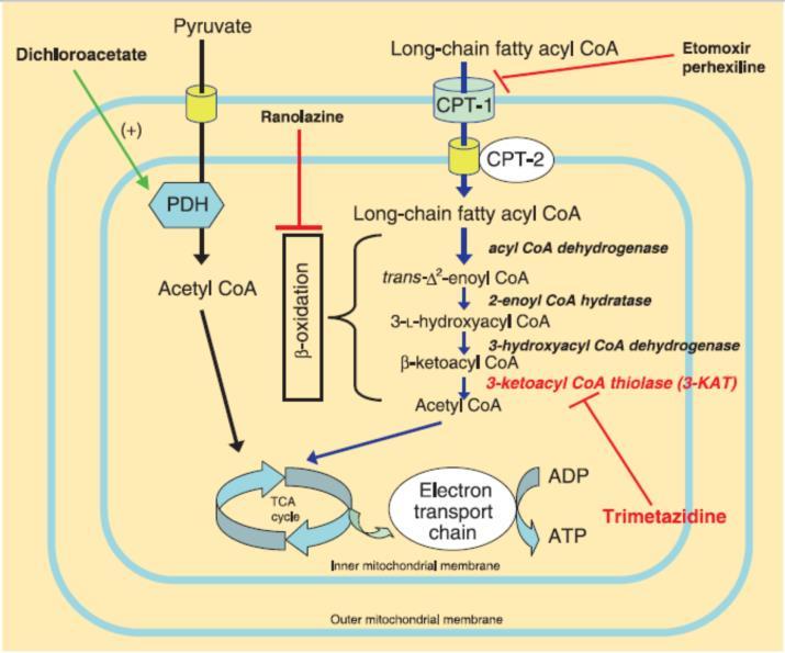 FA can decrease cardiac efficiency through other futile cycles: - The cycling of fatty acids between long chain acyl CoA and triacylglycerol uses ATP.