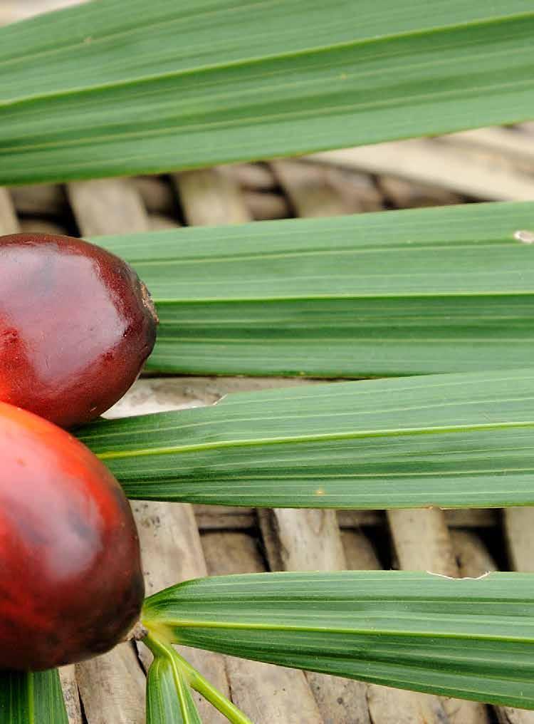 Volac Wilmar Feed Ingredients: Sustainable Palm Oil Volac Wilmar Feed Ingredients is a joint venture which combines the nutritional reputation, global brand and sales network of Volac with the