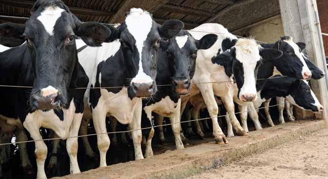 Feed Fats to Improve Productivity Fat supplements are used in diets for dairy cows and other species primarily to increase energy supply.