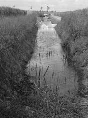This establishment stopped the erosion of the exposed and steep slope, preventing the collapse of the highly acidic soil into the channel stream (Photo 5).