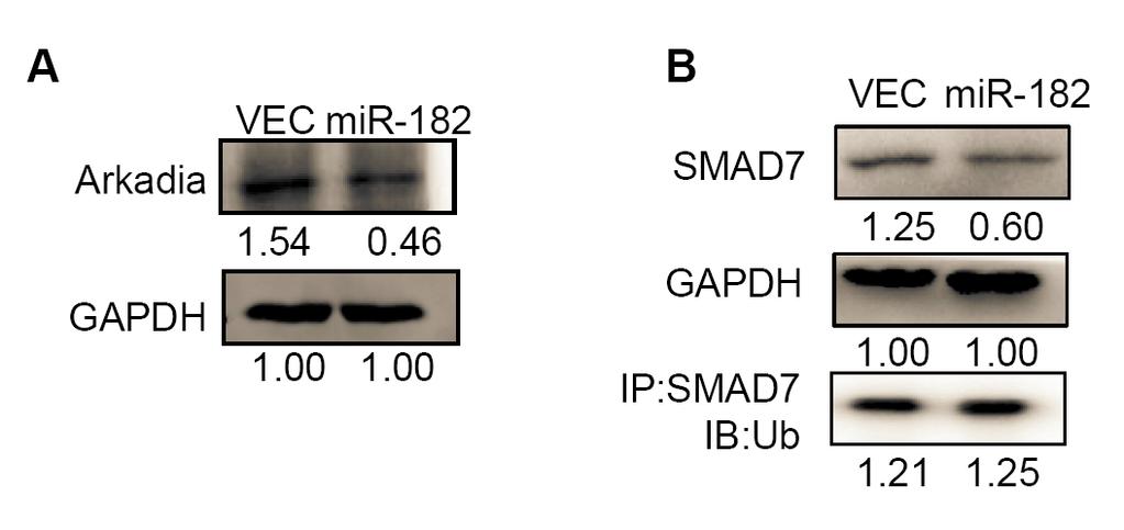 Supplementary Figure 3. mir-182 does not regulate SMAD7 ubiquitination. (A) The expression level of Arkadia (RFN111), the SMAD7 E3 ligase after mir-182 overexpression in SCP28.